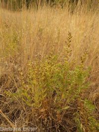 povertyweed (<em>Iva axillaris</em>)