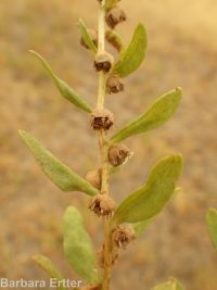 povertyweed (<em>Iva axillaris</em>)