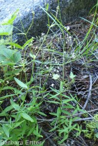 kelloggia (<em>Kelloggia galioides</em>)