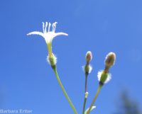 kelloggia (<em>Kelloggia galioides</em>)