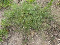 kelloggia (<em>Kelloggia galioides</em>)