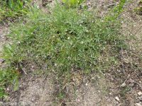 kelloggia (<em>Kelloggia galioides</em>)