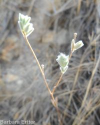 hareleaf (<em>Lagophylla ramosissima</em>)