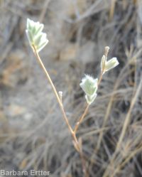 hareleaf (<em>Lagophylla ramosissima</em>)