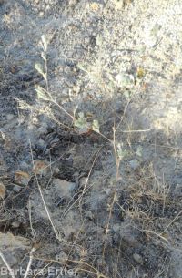 hareleaf (<em>Lagophylla ramosissima</em>)