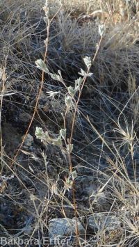 hareleaf (<em>Lagophylla ramosissima</em>)