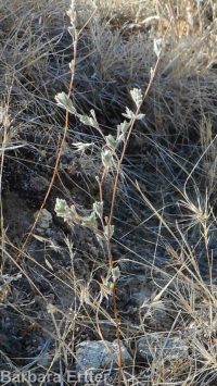hareleaf (<em>Lagophylla ramosissima</em>)
