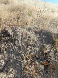 hareleaf (<em>Lagophylla ramosissima</em>)