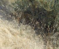 hareleaf (<em>Lagophylla ramosissima</em>)