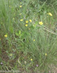 hareleaf (<em>Lagophylla ramosissima</em>)