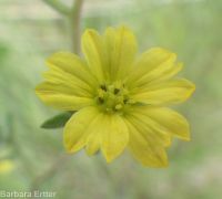 hareleaf (<em>Lagophylla ramosissima</em>)