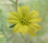 hareleaf (<em>Lagophylla ramosissima</em>)