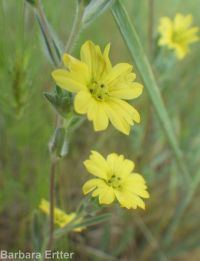 hareleaf (<em>Lagophylla ramosissima</em>)