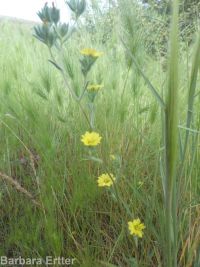 hareleaf (<em>Lagophylla ramosissima</em>)