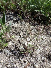 delicate gilia, lathrocasis (<em>Lathrocasis tenerrima</em>)