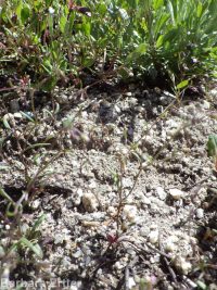 delicate gilia, lathrocasis (<em>Lathrocasis tenerrima</em>)