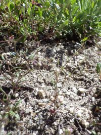 delicate gilia, lathrocasis (<em>Lathrocasis tenerrima</em>)