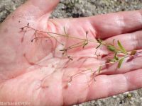 delicate gilia, lathrocasis (<em>Lathrocasis tenerrima</em>)