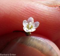delicate gilia, lathrocasis (<em>Lathrocasis tenerrima</em>)