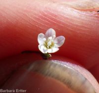 delicate gilia, lathrocasis (<em>Lathrocasis tenerrima</em>)