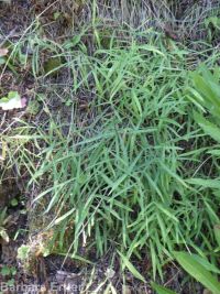 Cusick's sweetpea. Sierra pea (<em>Lathyrus nevadensis var. cusickii</em>)