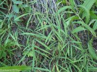 Cusick's sweetpea. Sierra pea (<em>Lathyrus nevadensis var. cusickii</em>)