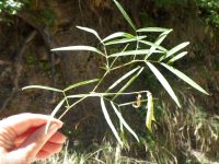 Cusick's sweetpea. Sierra pea (<em>Lathyrus nevadensis var. cusickii</em>)