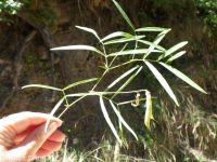 Cusick's sweetpea. Sierra pea (<em>Lathyrus nevadensis var. cusickii</em>)