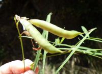 Cusick's sweetpea. Sierra pea (<em>Lathyrus nevadensis var. cusickii</em>)