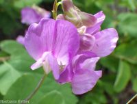 few-flower sweetpea (<em>Lathyrus pauciflorus var. pauciflorus</em>)