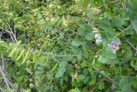 few-flower sweetpea (<em>Lathyrus pauciflorus var. pauciflorus</em>)
