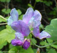 few-flower sweetpea (<em>Lathyrus pauciflorus var. pauciflorus</em>)