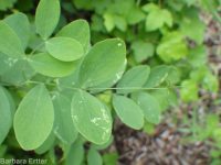 few-flower sweetpea (<em>Lathyrus pauciflorus var. pauciflorus</em>)