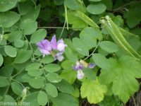 few-flower sweetpea (<em>Lathyrus pauciflorus var. pauciflorus</em>)
