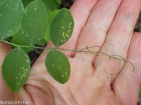 few-flower sweetpea (<em>Lathyrus pauciflorus var. pauciflorus</em>)