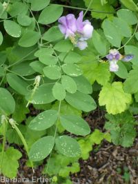 few-flower sweetpea (<em>Lathyrus pauciflorus var. pauciflorus</em>)