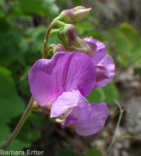 few-flower sweetpea (<em>Lathyrus pauciflorus var. pauciflorus</em>)