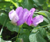 few-flower sweetpea (<em>Lathyrus pauciflorus var. pauciflorus</em>)