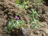 few-flower sweetpea (<em>Lathyrus pauciflorus var. pauciflorus</em>)