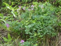 few-flower sweetpea (<em>Lathyrus pauciflorus var. pauciflorus</em>)