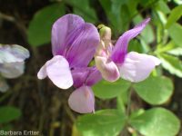 few-flower sweetpea (<em>Lathyrus pauciflorus var. pauciflorus</em>)