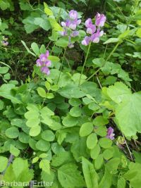 few-flower sweetpea (<em>Lathyrus pauciflorus var. pauciflorus</em>)