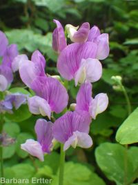 few-flower sweetpea (<em>Lathyrus pauciflorus var. pauciflorus</em>)