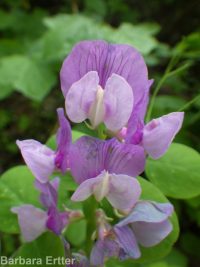 few-flower sweetpea (<em>Lathyrus pauciflorus var. pauciflorus</em>)