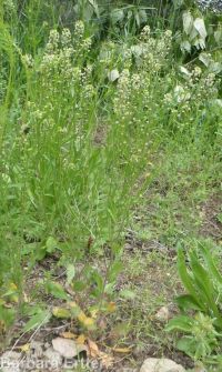 Menzies' pepperweed (<em>Lepidium virginicum ssp. menziesii</em>)