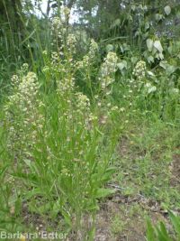 Menzies' pepperweed (<em>Lepidium virginicum ssp. menziesii</em>)