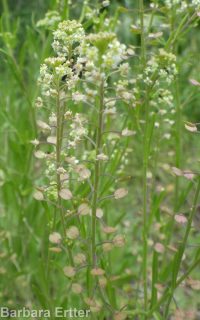 Menzies' pepperweed (<em>Lepidium virginicum ssp. menziesii</em>)