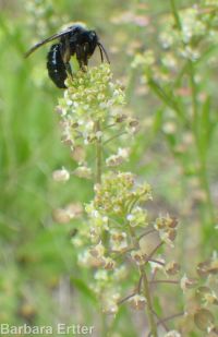 Menzies' pepperweed (<em>Lepidium virginicum ssp. menziesii</em>)