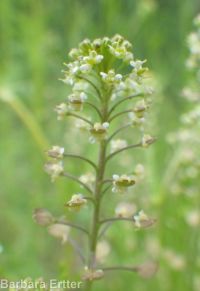 Menzies' pepperweed (<em>Lepidium virginicum ssp. menziesii</em>)