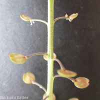 Menzies' pepperweed (<em>Lepidium virginicum ssp. menziesii</em>)